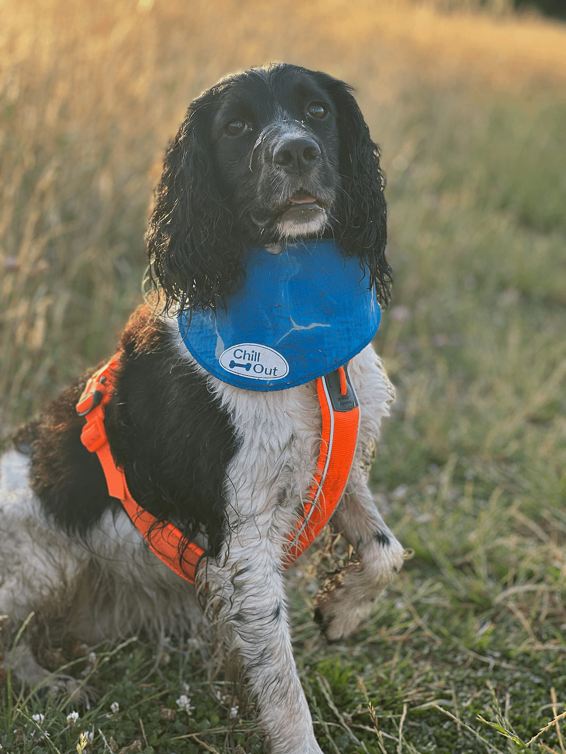 how to use chill out dog bandana