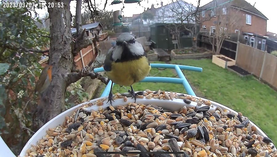 Review of the Netvue Birdfy Smart Bird Feeder Camera Life with Jo
